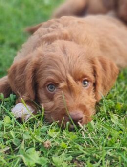 Labradoodle-Welpen F1 - Blomberg (Nordrhein-Westfalen)