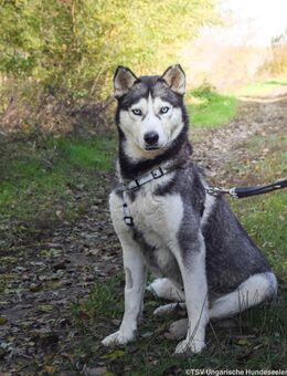 Husky Rüde Calypso - Velbert