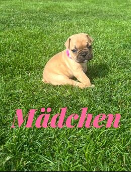 Wunderschöne Französische Bulldoggen Welpen - Angermünde
