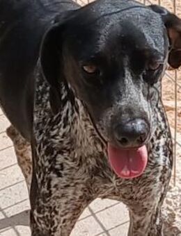 Thalia sucht ein Zuhause - Arnsberg