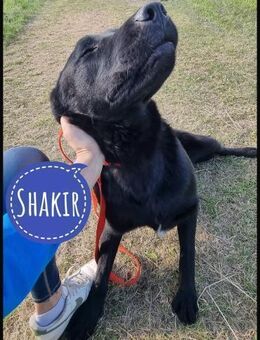 Shakir ein großer Hund mit großem Herz - Flörsheim-Dalsheim