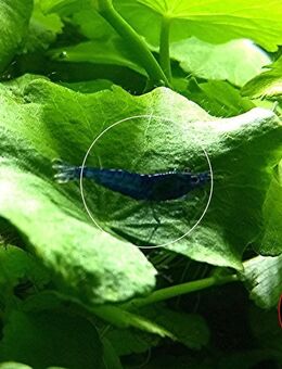 Blue Dream, Zwerggarnele, reinerbig (ab 2€) (Versand/ Abholung) - Mechernich