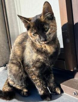 Runa ganz alleine gefunden - Blankenheim (Nordrhein-Westfalen)