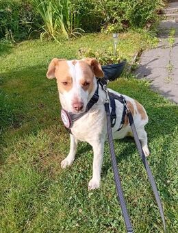 🩷Lola🩷sucht ihre Menschen - Freilassing