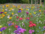Blumenwiese aus 65 Arten, heimisch mehrjährig winterharte Blumen Blume Blumenwiesen Blühmischung Blumen Mix Mischung Blumenmix Bienen Hummeln Bienenparadies Wildblumen Heilpflanzen bee Geschenk Saatgut Samen Geschenk FreundeVatertag - Pfedelbach