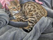 Bengal Kater - Neuwied