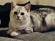 Britisch Kurzhaar Silver Tabby - Vaihingen (Enz) Zentrum