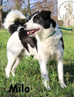Milo - sucht Liebe und Geborgenheit - Kissing