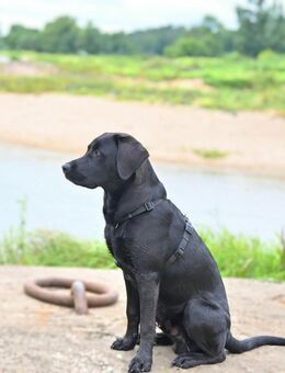 Junge Labrador (8Monate) abzugeben - Hohenberg-Krusemark