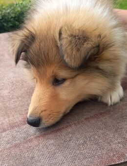 Colliewelpe (Hündin) aus VDH-Zucht - Vollmersweiler