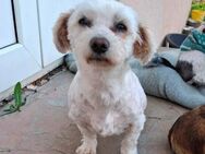 Cleo muß aus Rumänien raus - Blankenheim (Nordrhein-Westfalen)
