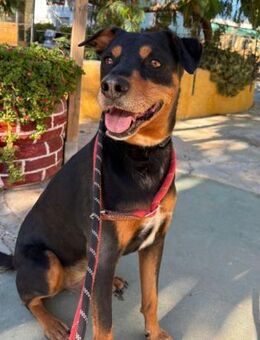 Blas verdient das tollste Zuhause..... - Laatzen