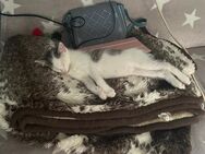 Katzenbabys / Kitten - Hamm