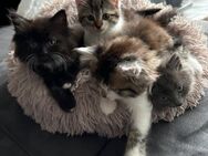 Norwegische Waldkatzen Kitten mix 2 männlich/ 2 weiblich - Hückelhoven