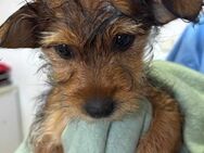 Roxy - aktiv und verspielt - Rheine