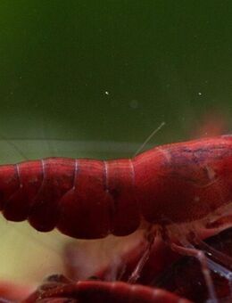 Bloody Mary Garnele Algenfresser Aquarium - Odelzhausen