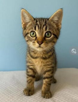 Princess Kleines freundliche Tigermädel - Unterföhring