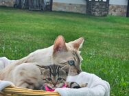 Bengal-Kitten Weibchen in Sachsen - Breitenbrunn (Erzgebirge)