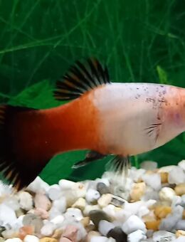 Platy tricolor, Show - Hohenroth