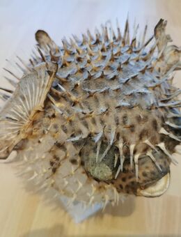 Kugelfisch Skulptur - Breite: 12 cm, Länge: 16 cm - Dresden