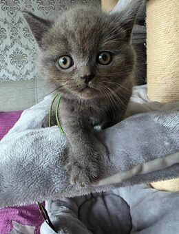 BKH Main Coon Mix - Germersheim