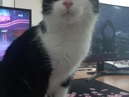 Liebevolle Katze abzugeben - Lengerich (Nordrhein-Westfalen)
