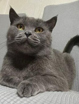 Süße Ella sucht neues Zuhause - Duisburg