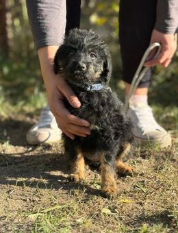 Kadicsa, ein kleiner Sonnenschein - Heinsberg