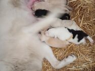Welbe Aussie Pyrenees - Laudert