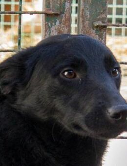 Wasp - Wer kann ihr die Angst nehmen? - Obertshausen