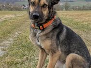 VANJO 2 Jahre 💜 sucht sein ZUHAUSE - Düsseldorf