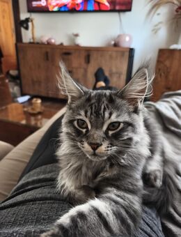 Maine Coon Kater mit besonderer Zeichnung und besonderem Charakter abzugeben - Fulda