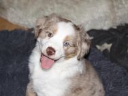 Miniatur Australian Shepherd Welpen - Mini Aussies - Hattingen