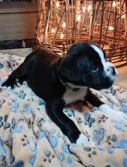 Boxer Welpen schwarz gestromt - Eschlkam