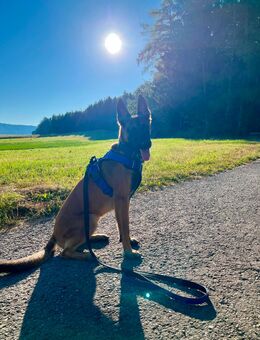Belgischer Schäferhund, Malinois - Dietingen