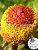 ♥ Brausepulverpflanze, Rarität,Heilkräuter,Samen,Tulpenstolz,Garten,Spilanthes oleracea,samenfest,Parakresse,Brauspulver in 22457