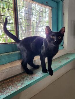 Fred; schwarzes Pfötchen - Geilenkirchen