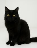 Schwarzer kater hades in 40625