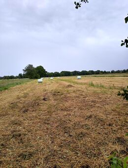 Silage Ballen - Steinau