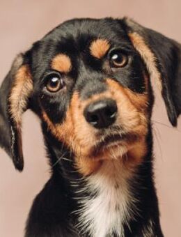 Rama - voller Lebensfreude - Lohmar