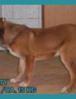 Junghund Rusty sucht ein Zuhause - Margetshöchheim