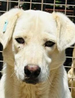 Romo - Pflegestelle oder Zuhause gesucht - Oberwies