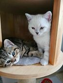 Britischkurzhaar kitten in 27751
