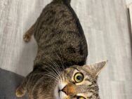 Katzenpärchen sucht Zuhause - Weeze