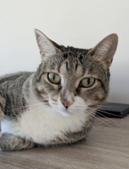 Zutrauliche Katze Milagrin (3 Beine) - Karlsruhe