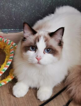 Ragdoll Kitten mit Stammbaum ab sofort - Gochsheim