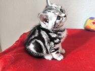 BKH KITTEN BLACK SILVER CLASSIC TABBY (WHISKAS) - Wuppertal