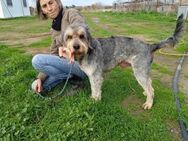 Rabito, aktiver Mischling, ca 9 Jahre - Vaterstetten