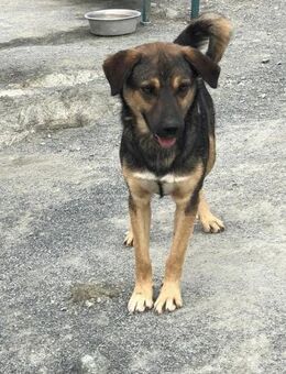 Gabriel- Wo ist meine Familie? - Nürnberg