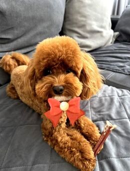 Pudel Deckrüde Ahnentafel Laboklin Test - Bramsche